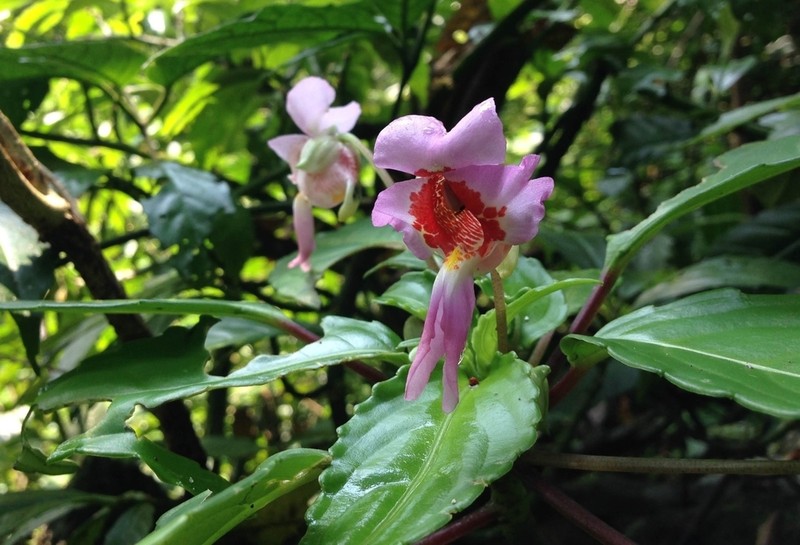 Impatiens alborosea photo 4