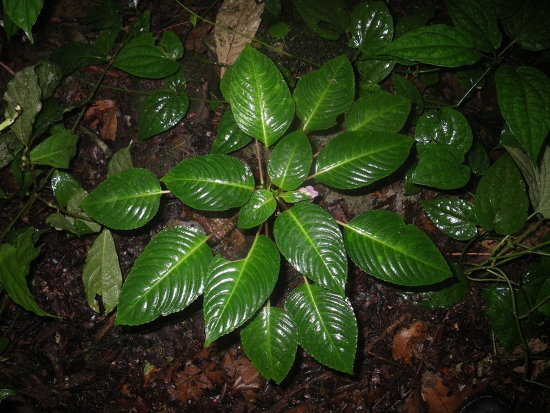 Impatiens alborosea photo 5