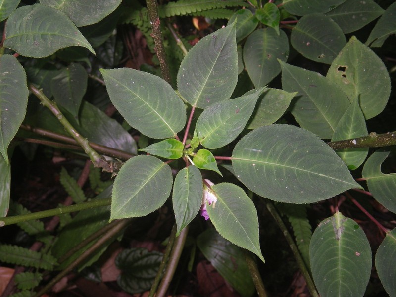 Impatiens alborosea photo 6