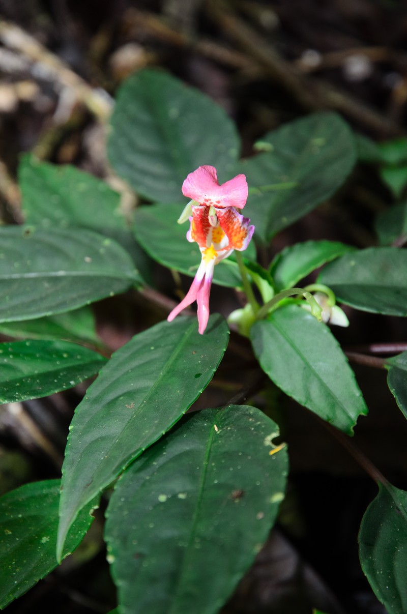 Impatiens alborosea photo 7