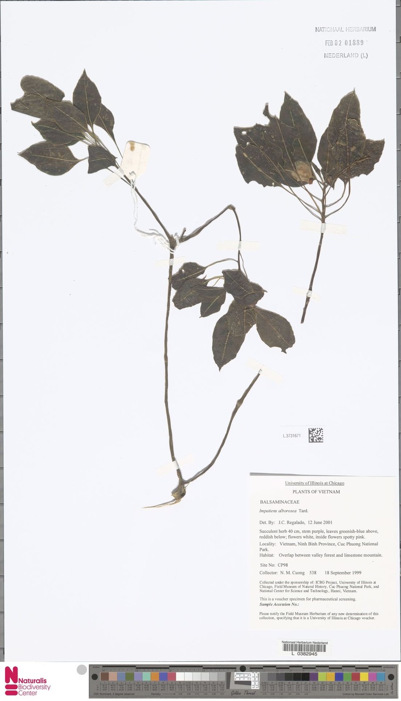 Impatiens alborosea photo 8