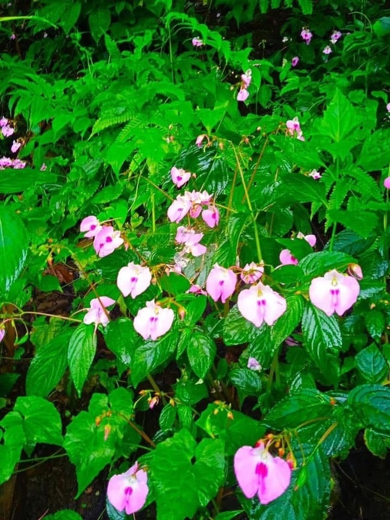 Impatiens allanii photo 2