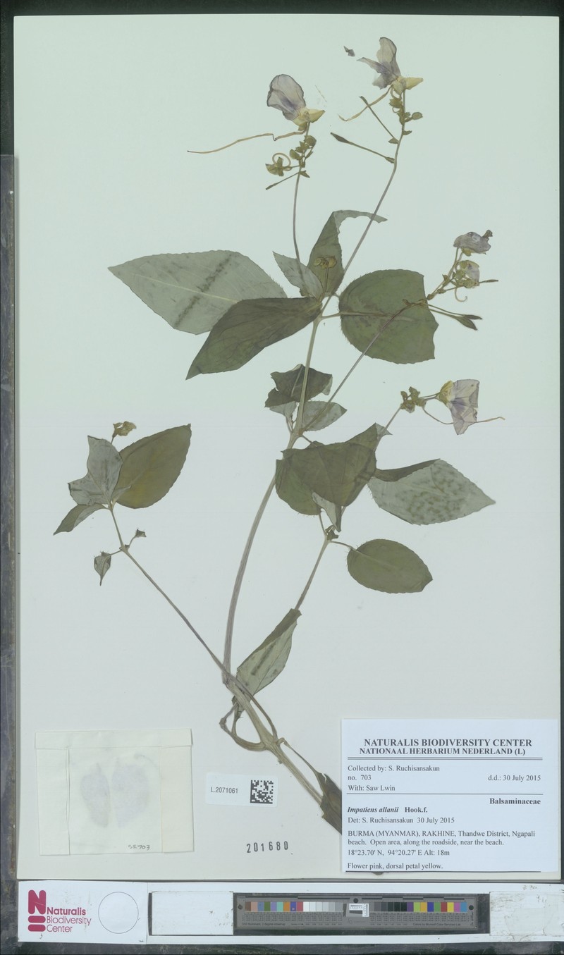 Impatiens allanii photo 3
