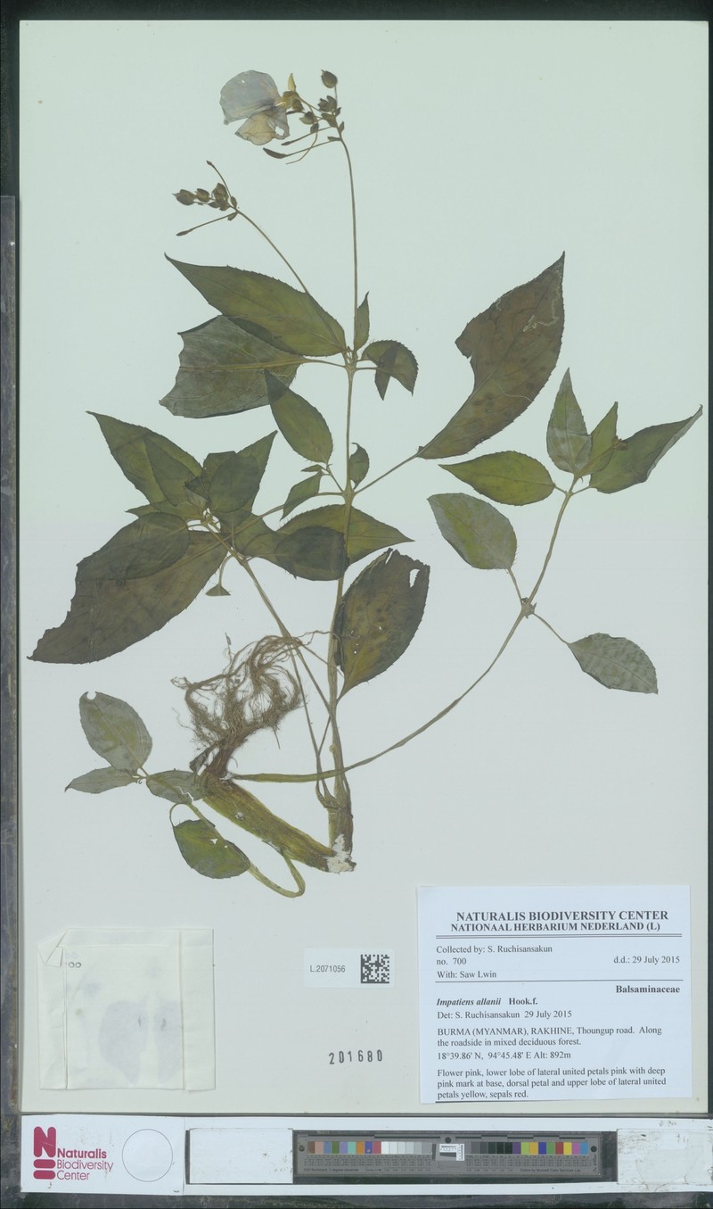 Impatiens allanii photo 4