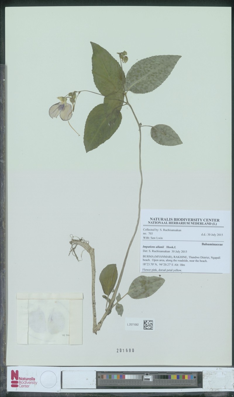 Impatiens allanii photo 5