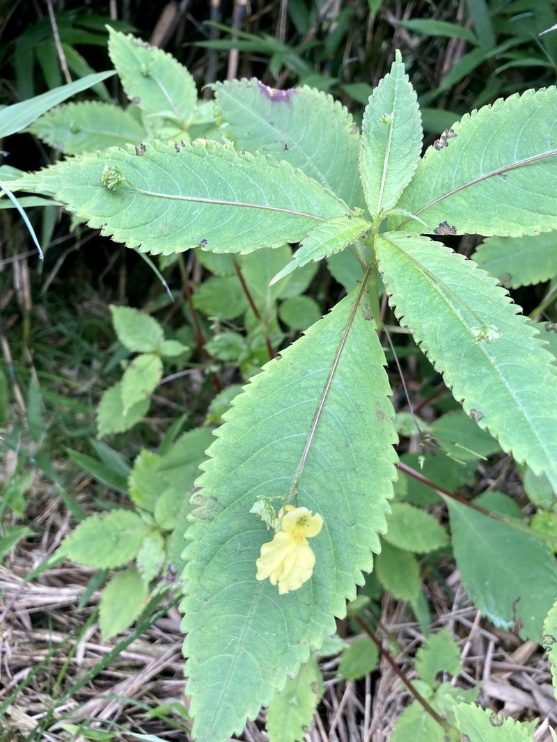 Impatiens alpicola