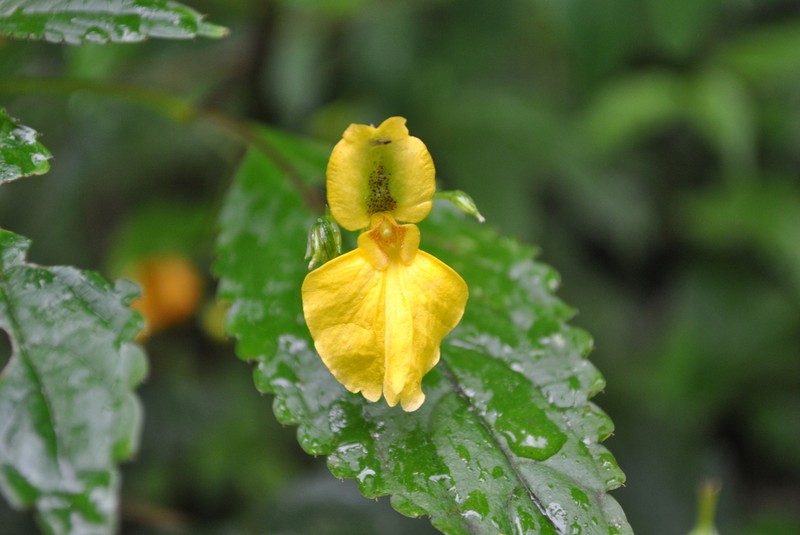 Impatiens alpicola photo 2