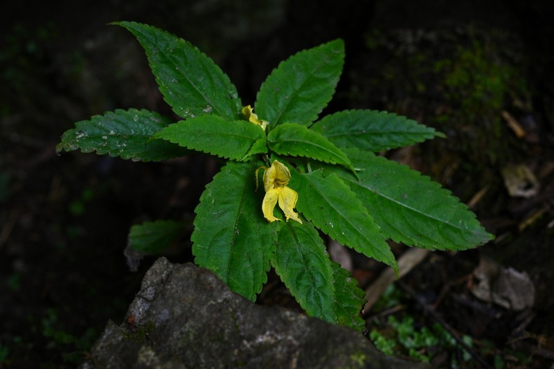 Impatiens alpicola photo 3