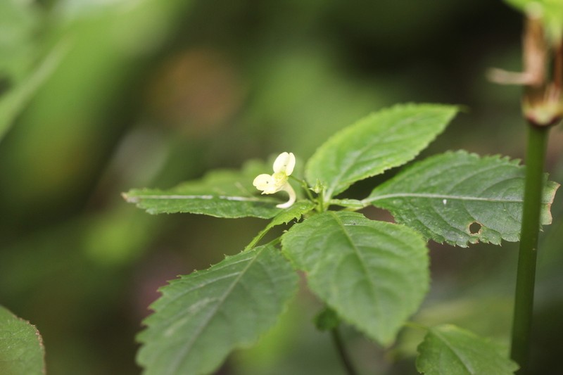 Impatiens alpicola photo 4