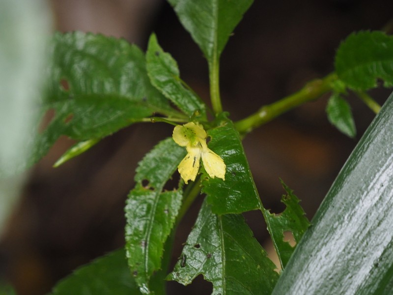 Impatiens alpicola photo 5