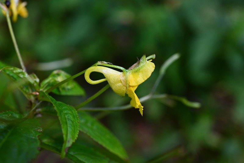 Impatiens alpicola photo 6