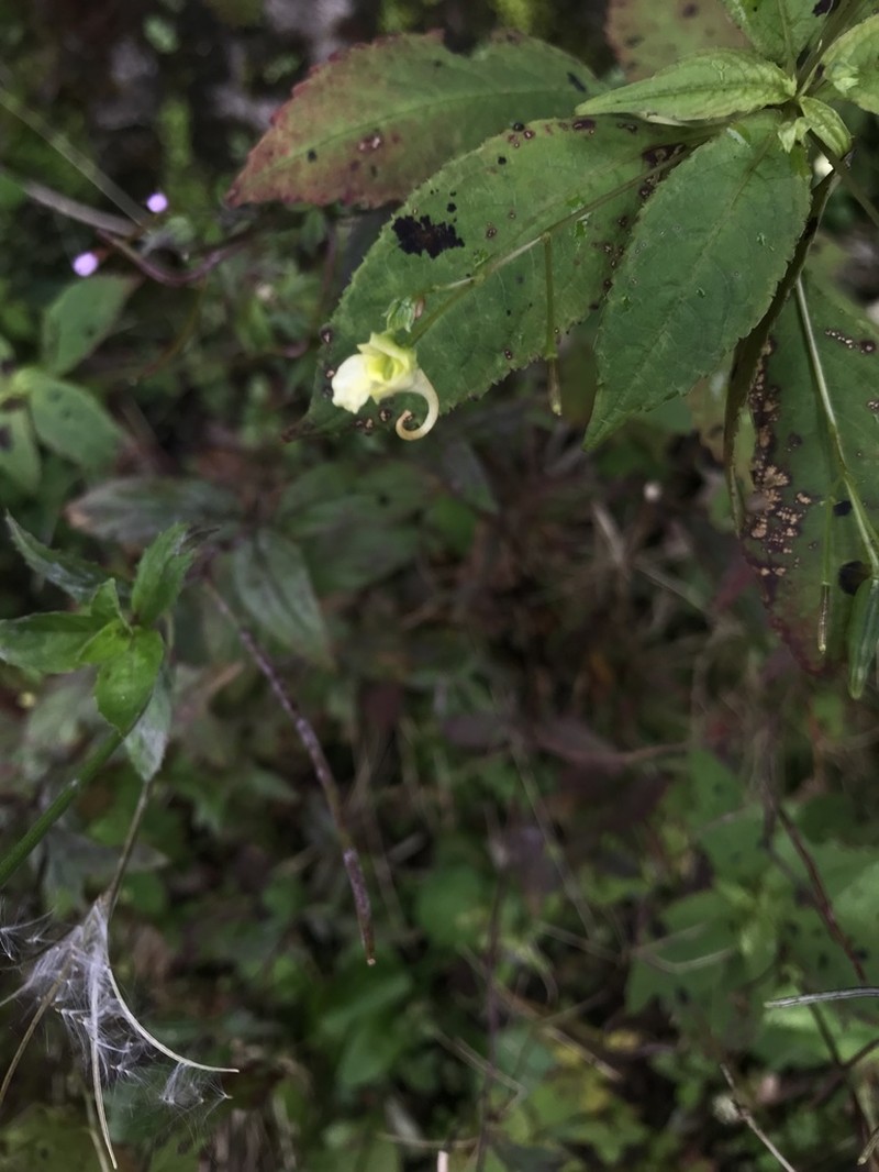 Impatiens alpicola photo 7