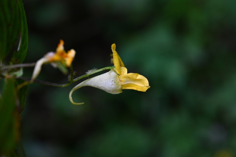 Impatiens alpicola photo 8