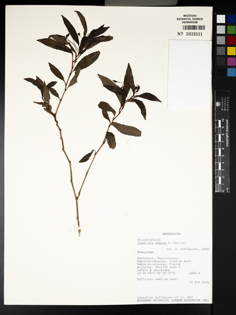 Impatiens amoena