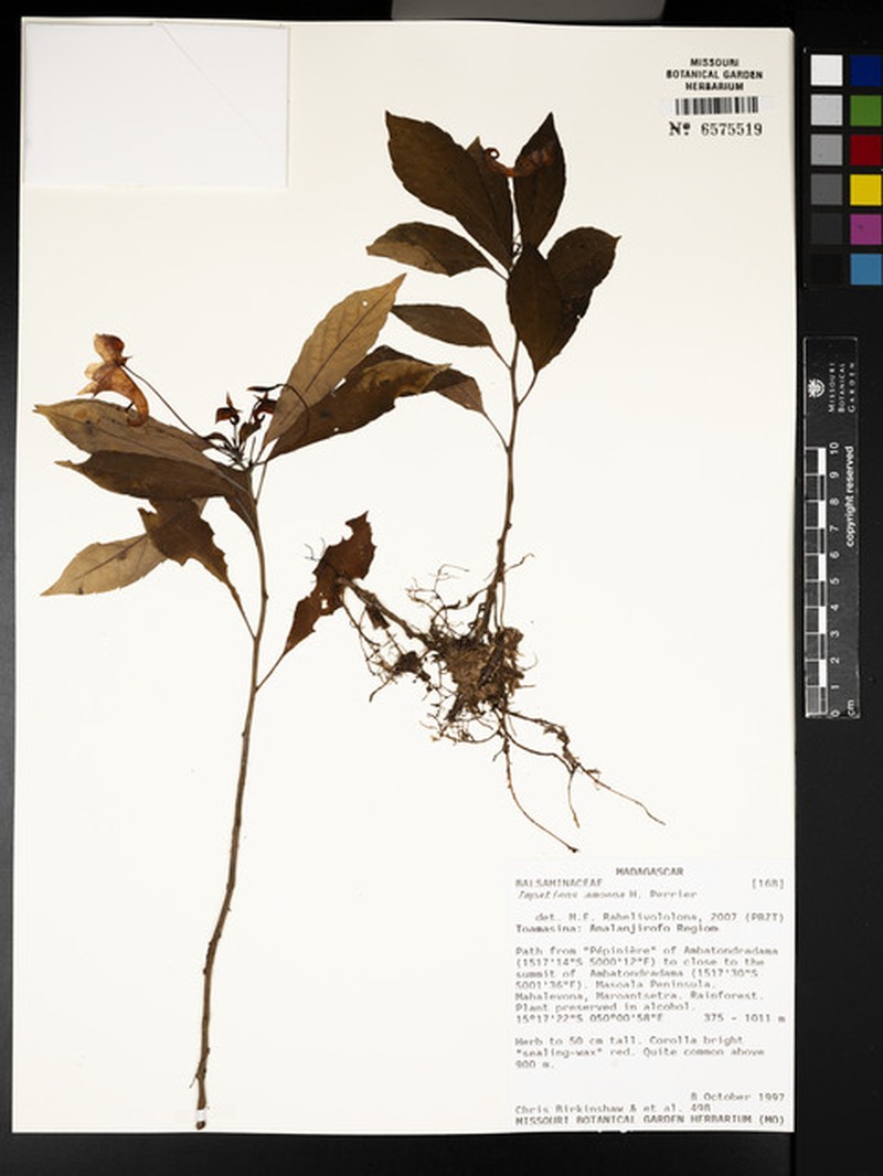 Impatiens amoena photo 2