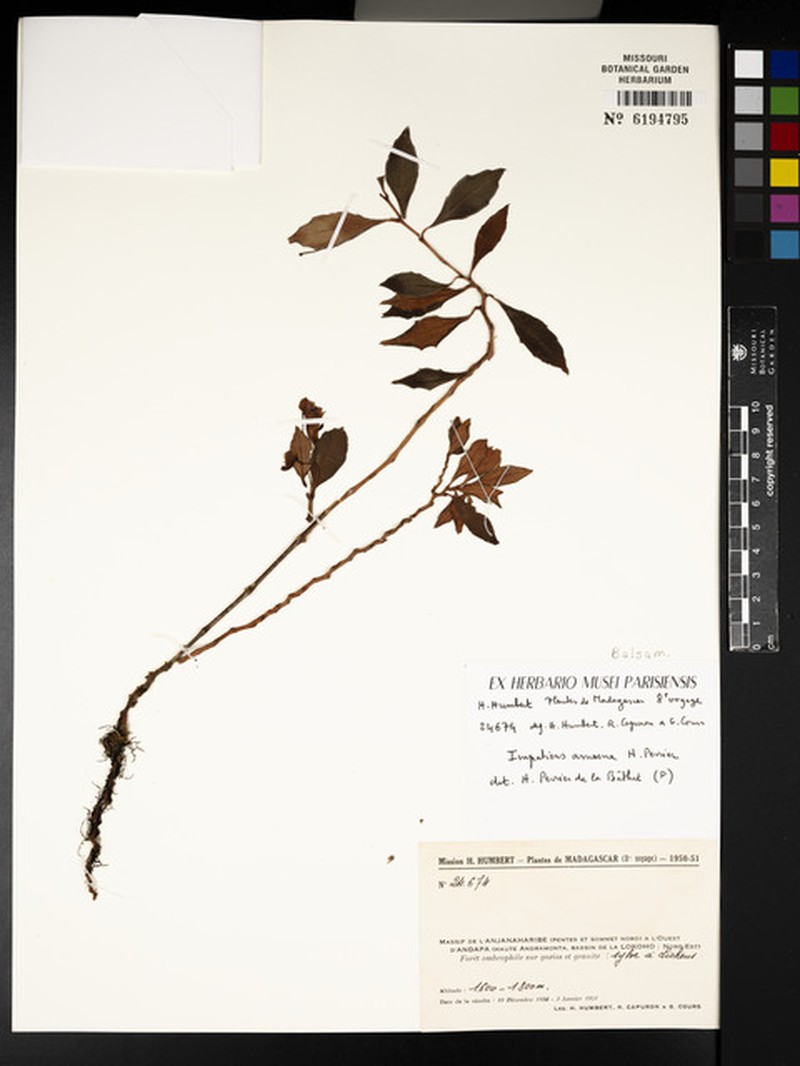Impatiens amoena photo 3