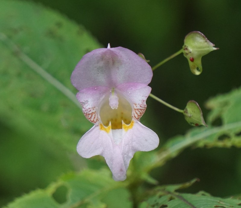 Impatiens amphorata