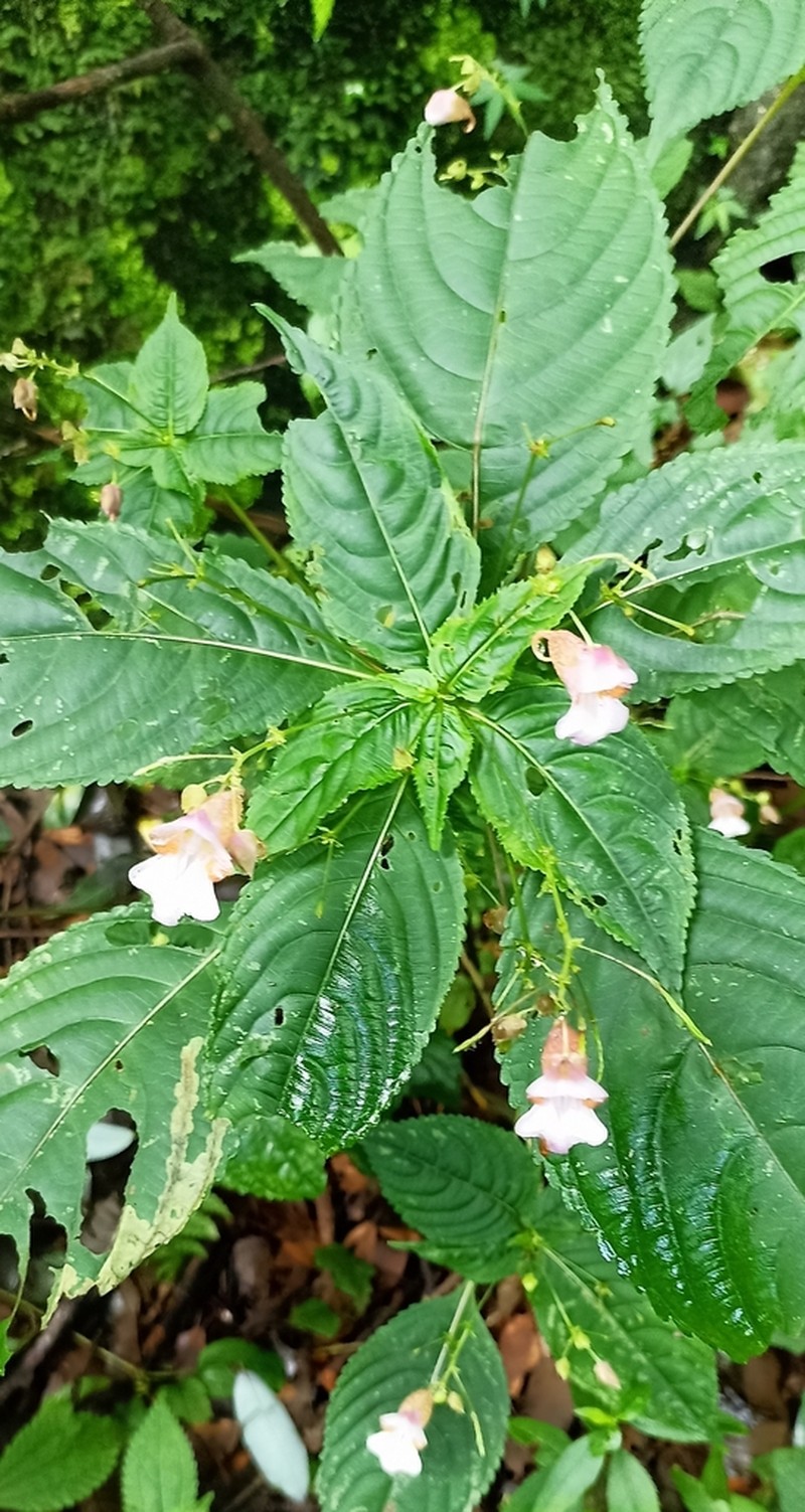 Impatiens amphorata photo 2