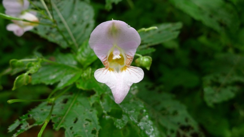 Impatiens amphorata photo 3