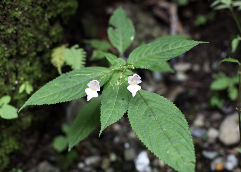 Impatiens amphorata photo 4