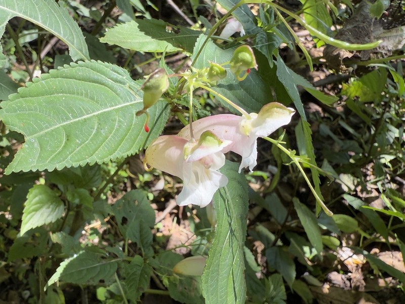 Impatiens amphorata photo 5