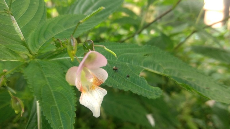Impatiens amphorata photo 6