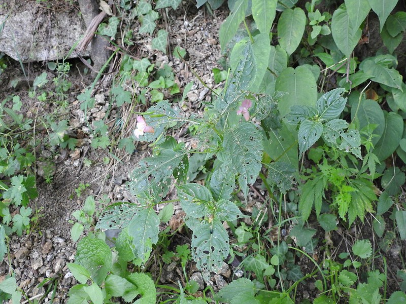 Impatiens amphorata photo 7