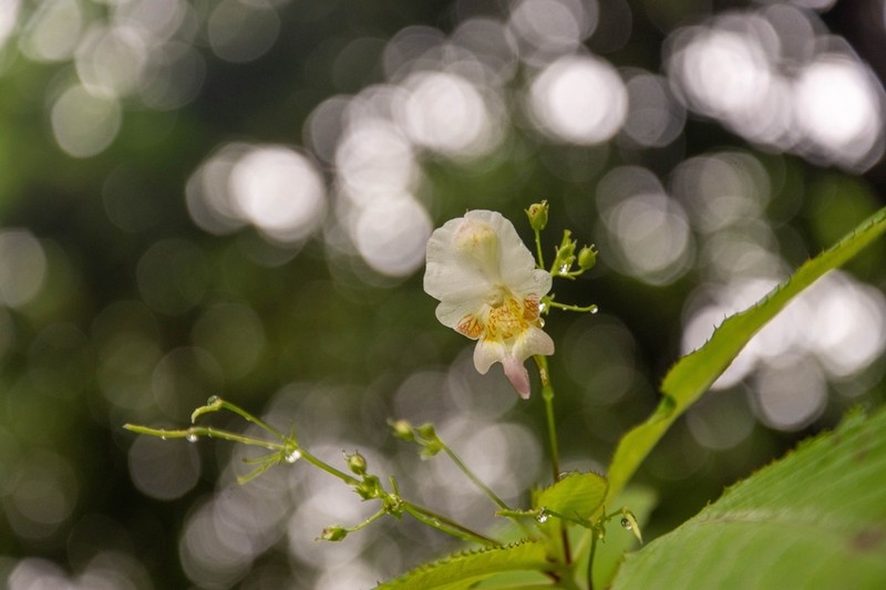 Impatiens amphorata photo 8
