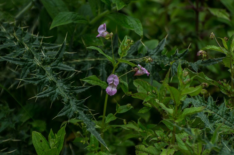 Impatiens amplexicaulis photo 2