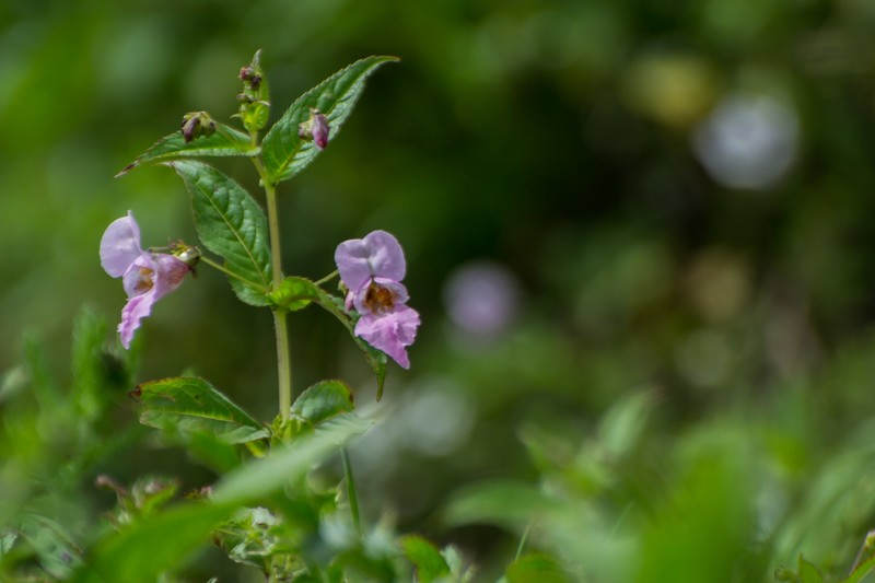 Impatiens amplexicaulis photo 4