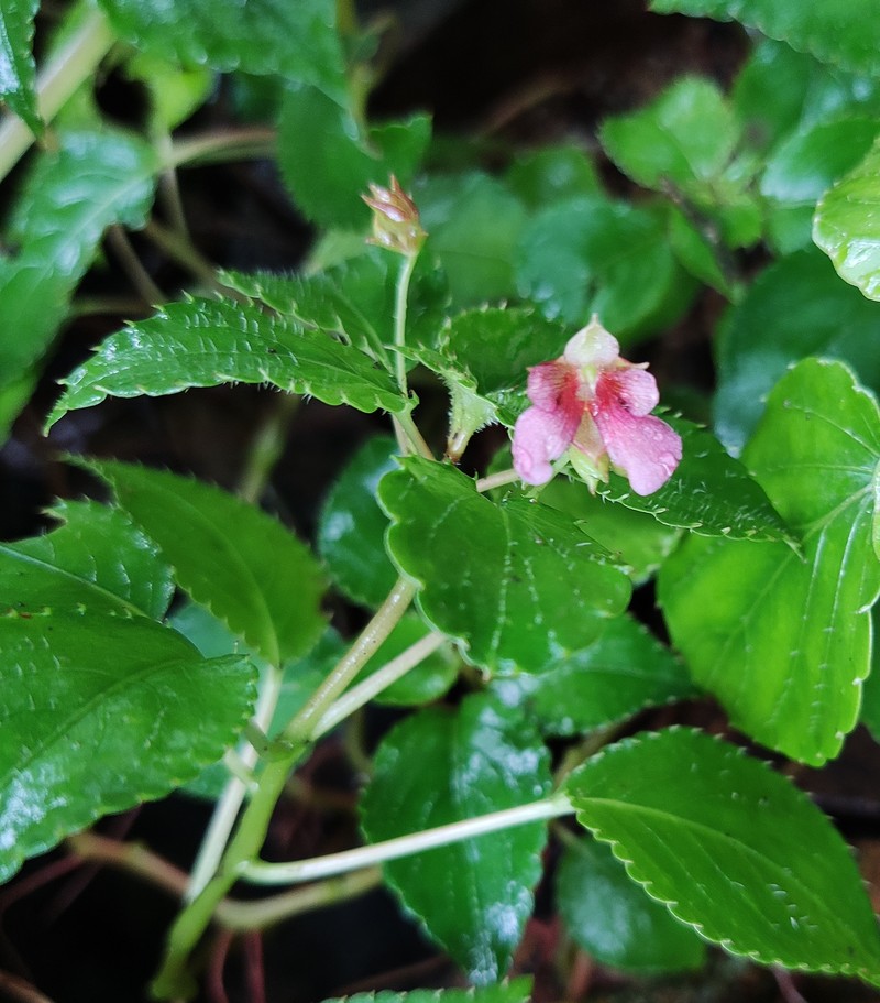 Impatiens anaimudica