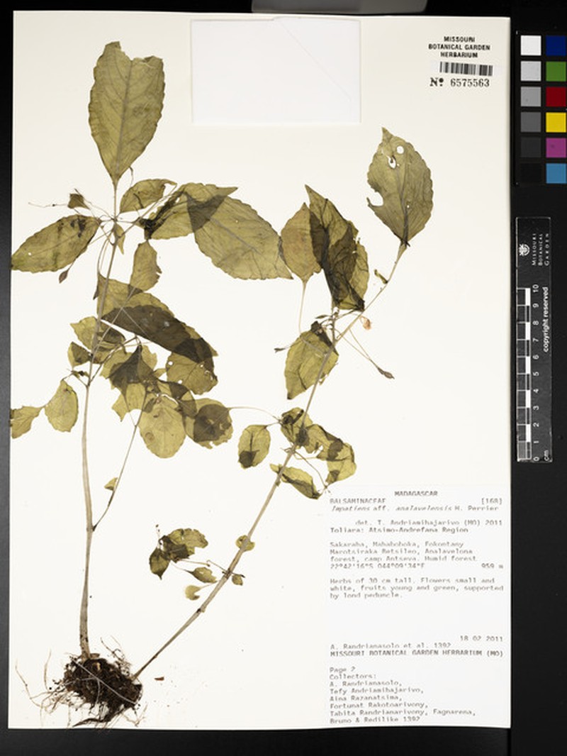 Impatiens analavelensis