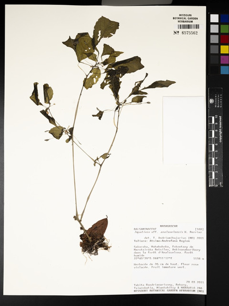 Impatiens analavelensis photo 2