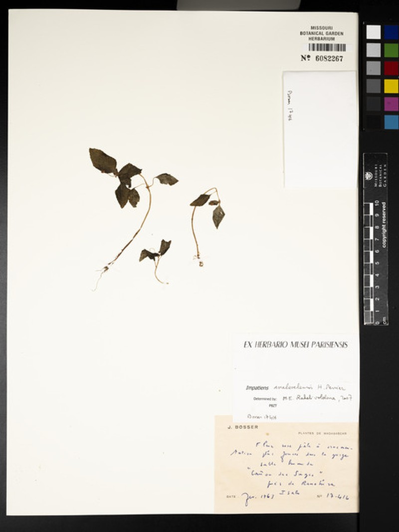Impatiens analavelensis photo 3
