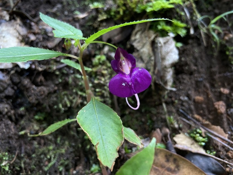Impatiens andersonii