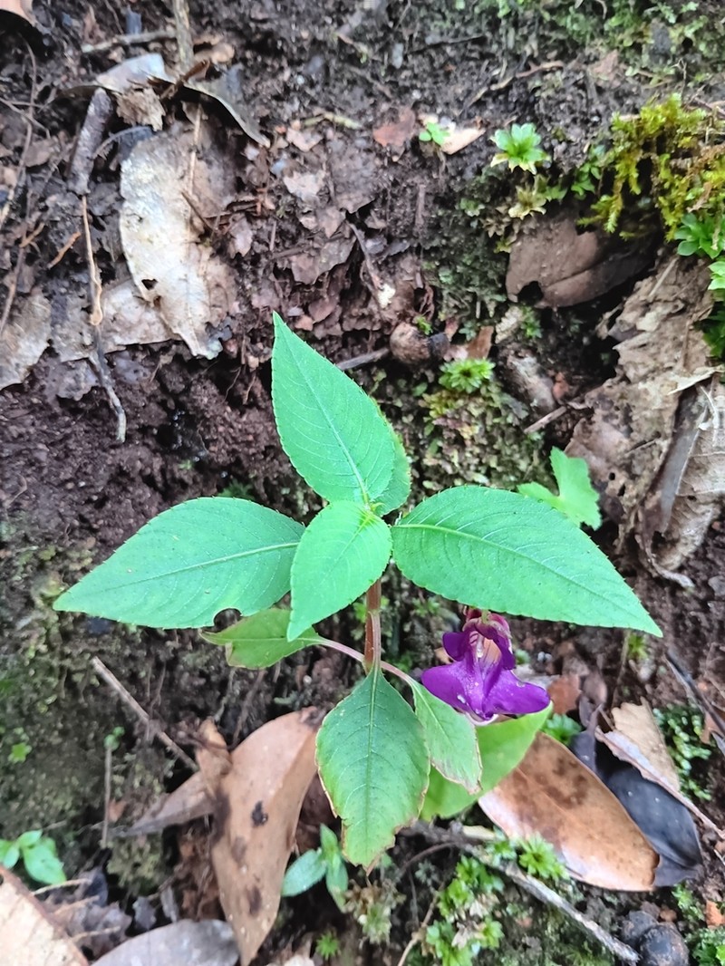 Impatiens andersonii photo 2