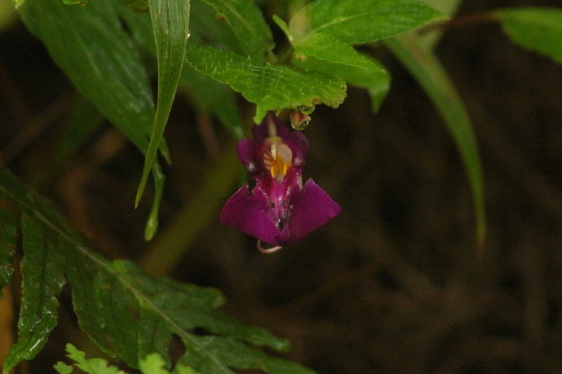 Impatiens andersonii photo 4