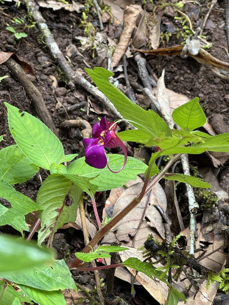 Impatiens andersonii photo 6