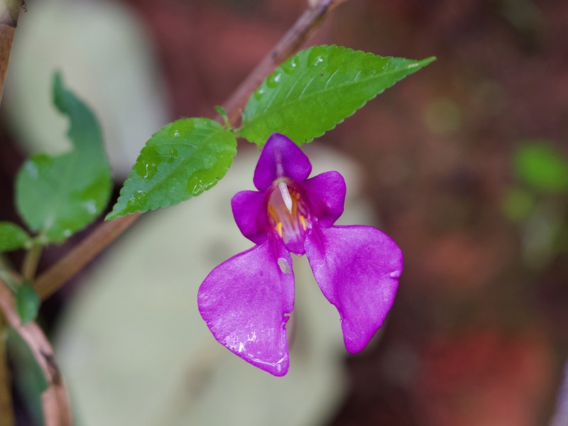 Impatiens andersonii photo 8
