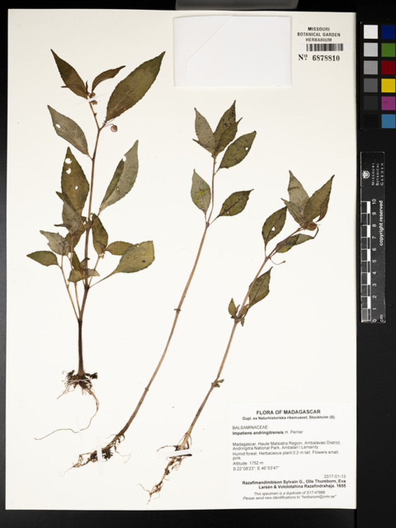 Impatiens andringitrensis