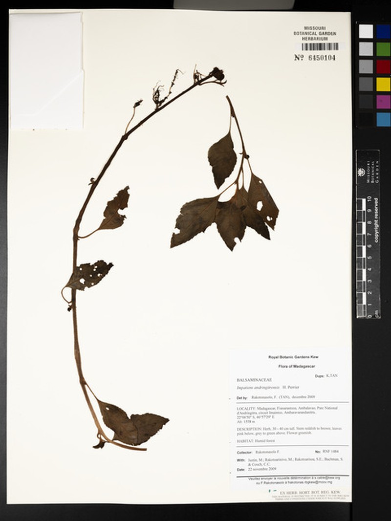 Impatiens andringitrensis photo 2