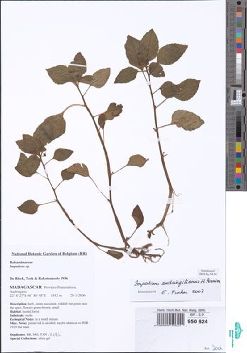 Impatiens andringitrensis photo 3