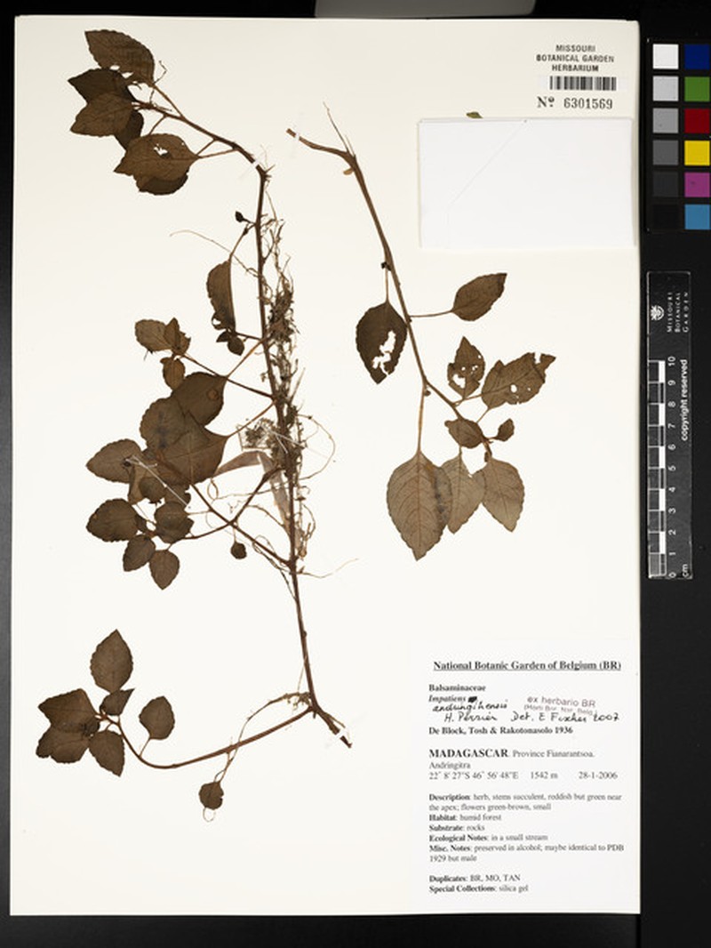 Impatiens andringitrensis photo 4