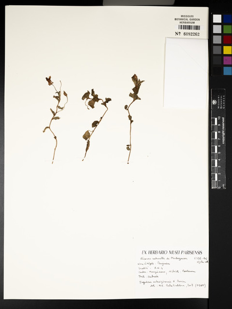Impatiens ankaizinensis