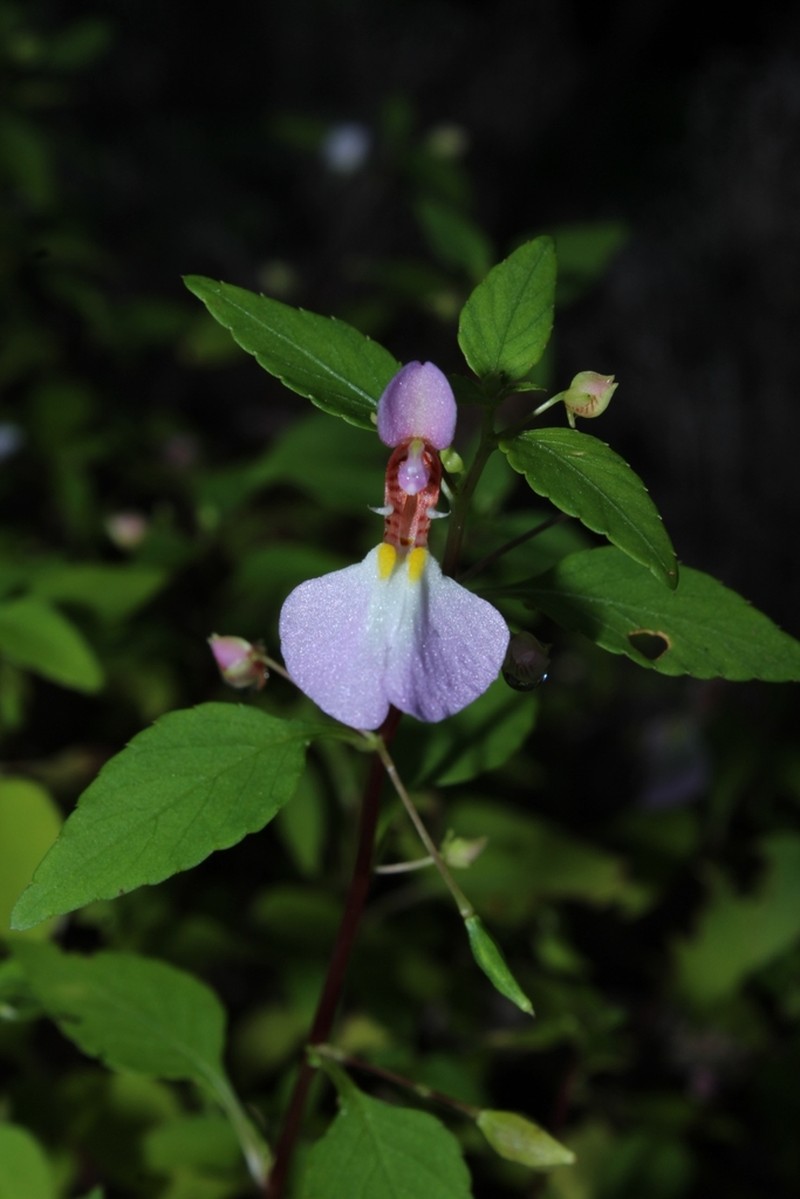 Impatiens ankaranensis