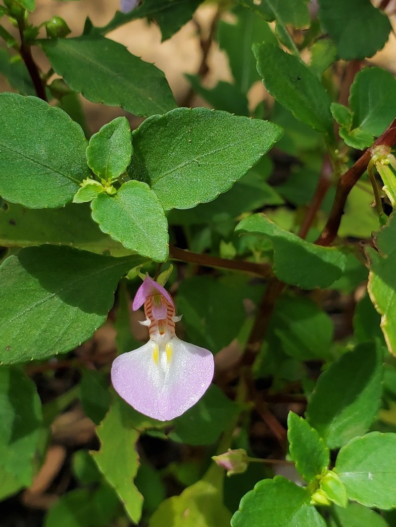 Impatiens ankaranensis photo 2