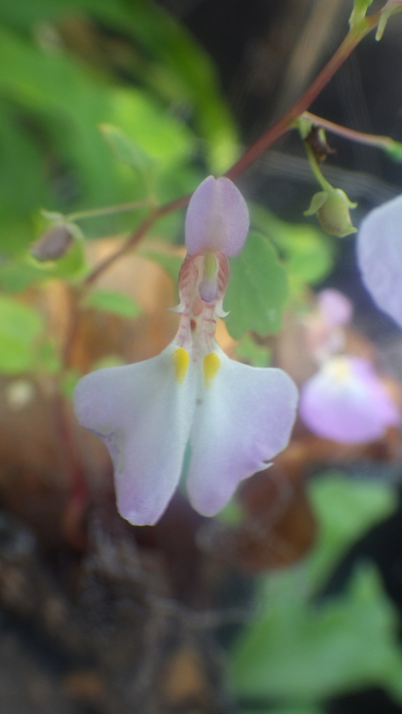 Impatiens ankaranensis photo 3