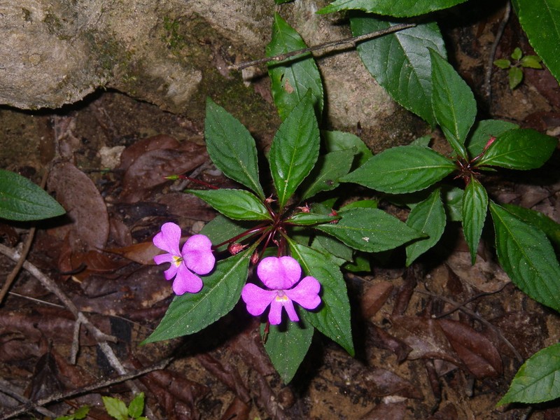 Impatiens annamensis photo 2