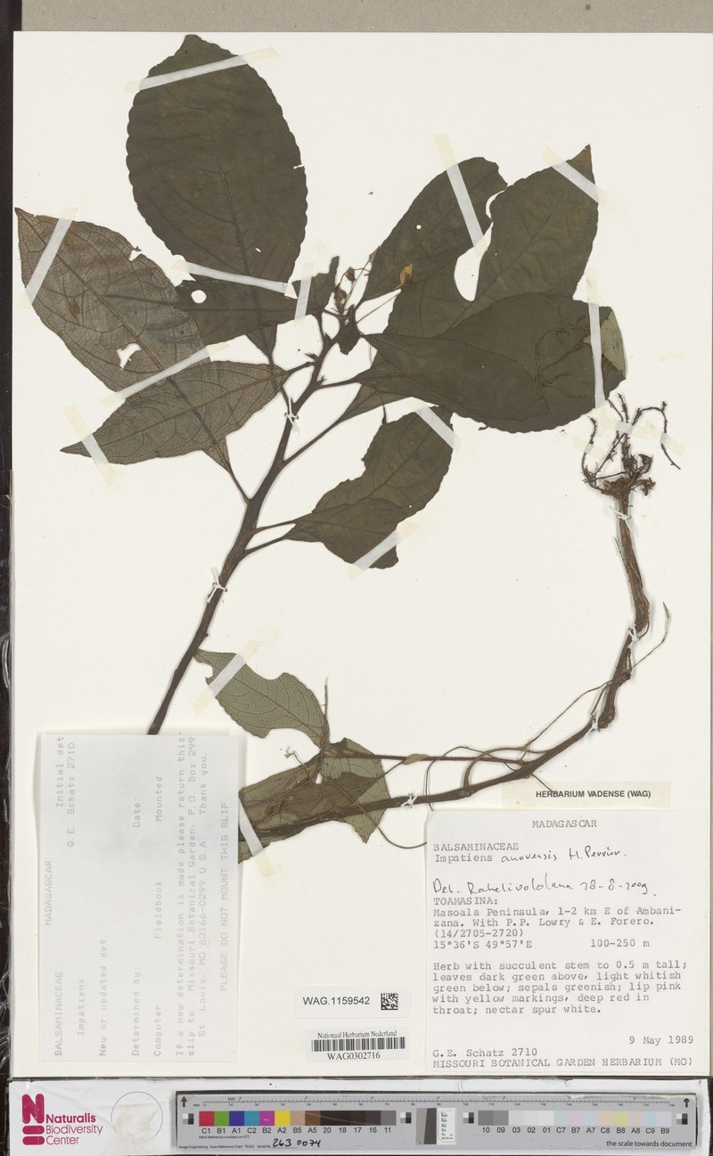 Impatiens anovensis
