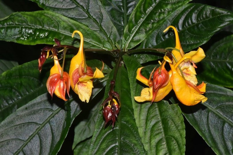 Impatiens apalophylla